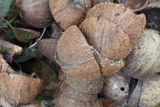 istock Close-up of split coconut shells in a natural setting. 2196802857