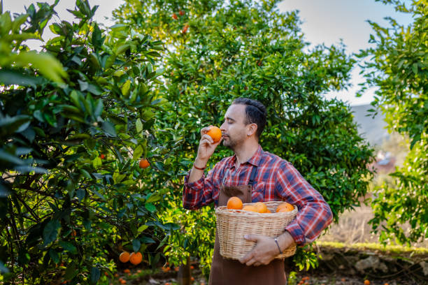 istock Young farmer harvesting oranges from trees 2196804391