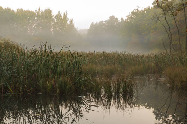 istock The backwaters of the Maria Spring. Gdynia, Poland. 2196807146