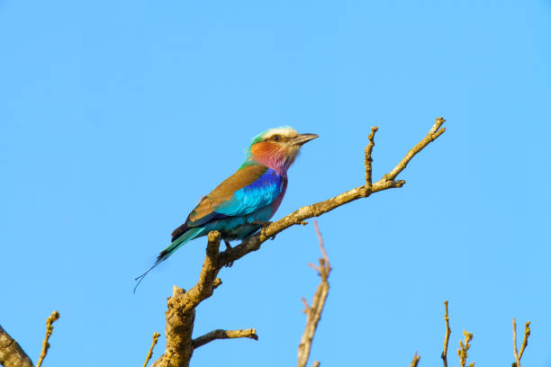 istock Lilac breasted roller, in Kruger National Park, South Africa 2196809009