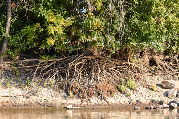 Bare (exposed) roots of a willow tree on the bank of river
