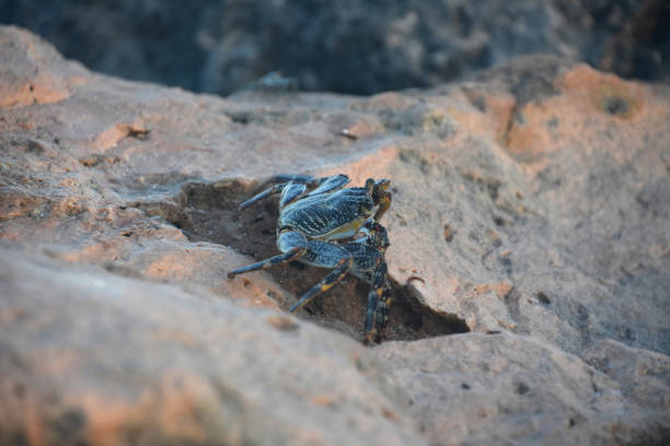 Grey swimming crab creeping on a large rock in Aruba.