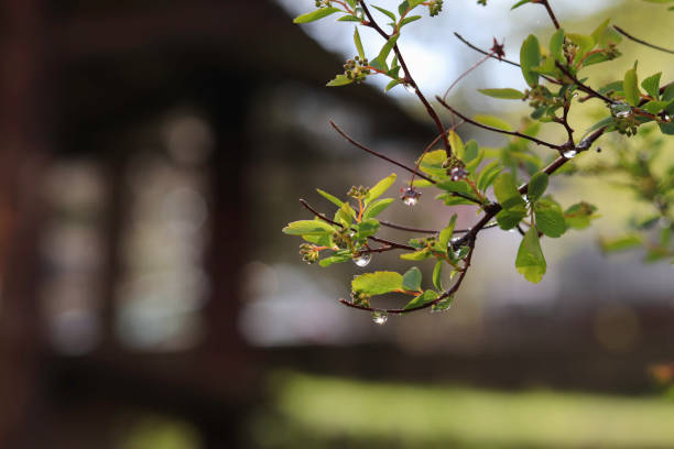 A young branch of a bush with green fresh leaves and buds in raindrops sparkling in the sun. Picture of spring weather