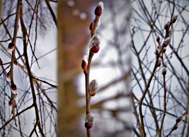 Delicate spring catkins against the background of branches