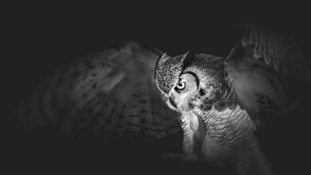 istock Landing Great Horned Owl (Bubo Virginianus) 2196811526