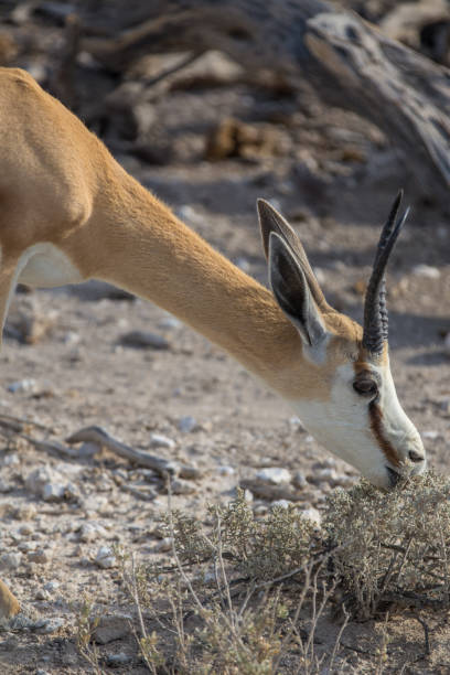 istock Impalas at Etosha National Park (Namibia) 2196812262