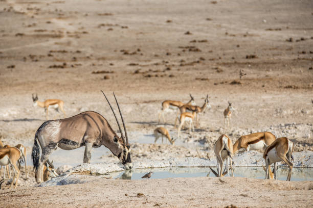 istock Oryx and Impalas at Etosha National Park (Namibia) 2196812303