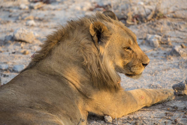Etosha National Park is a national park in northwestern Namibia and one of the largest national parks in Africa. It was proclaimed a game reserve in March 1907. It spans an area of 22,270 km2 (8,600 sq mi) and was named after the large Etosha pan which is almost entirely within the park. With an area of 4,760 km2 (1,840 sq mi), the Etosha pan covers 23% of the total area of the national park. The park has about 114 mammal species, 340 bird species, 110 reptile species and 16 amphibian species. Etosha National Park is also the single-most important custodian of the black rhino in the world. In 2022, 46 white and black rhinos were poached.