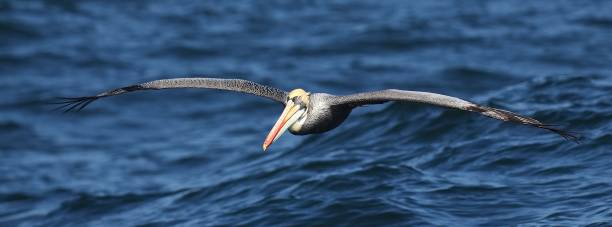 istock A Peruvian Pelican flies over the Pacific coast of Chile 2196812499