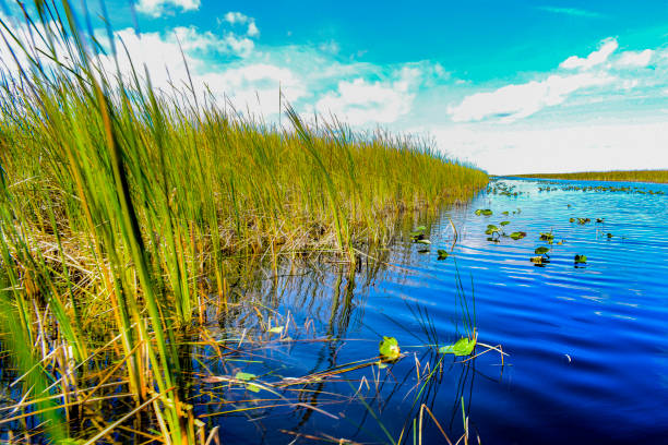 Sawgrass and Water way at Everglades National Park, scattered lily Pads