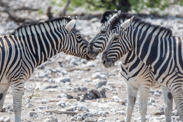 Etosha National Park is a national park in northwestern Namibia and one of the largest national parks in Africa. It was proclaimed a game reserve in March 1907. It spans an area of 22,270 km2 (8,600 sq mi) and was named after the large Etosha pan which is almost entirely within the park. With an area of 4,760 km2 (1,840 sq mi), the Etosha pan covers 23% of the total area of the national park. The park has about 114 mammal species, 340 bird species, 110 reptile species and 16 amphibian species. Etosha National Park is also the single-most important custodian of the black rhino in the world. In 2022, 46 white and black rhinos were poached.