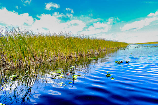 Everglades national park a water highway landscape bordered with sawgrass vegetation from each side, with scattered lily pads
