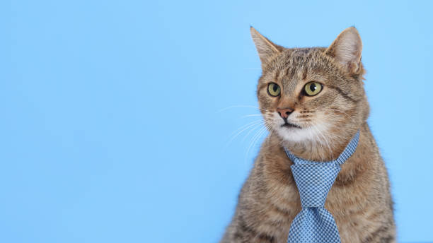 istock Cat wearing blue tie. copy space. Grey cat with office tie isolated on blue. 2196814722