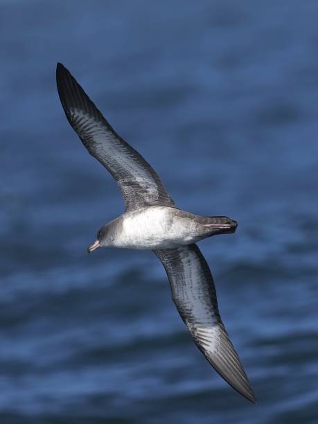 istock A single Pink-footed Shearwater flies against an ocean background 2196814992