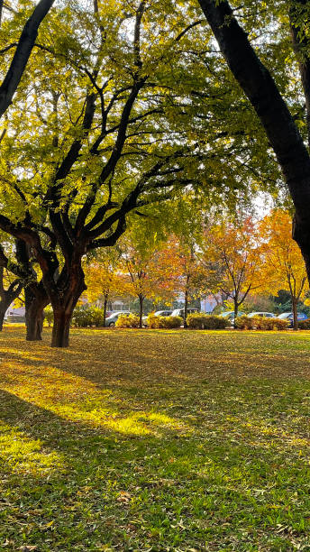 istock Golden Autumn Park with Long Shadows 2196814993