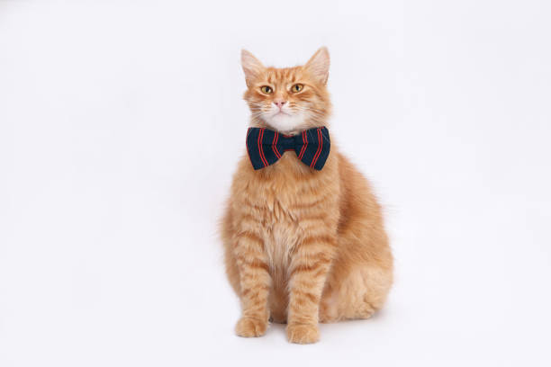istock Ginger cat sits upright against a white background. Cat has a darck and red plaid bow tie around its neck. Its gaze is steady and forward. Gentleman cat. Valentine's Day. Festive greeting card. 2196816978