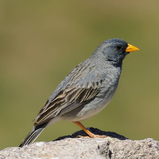 istock A single, male Mourning Sierra Finch 2196818802
