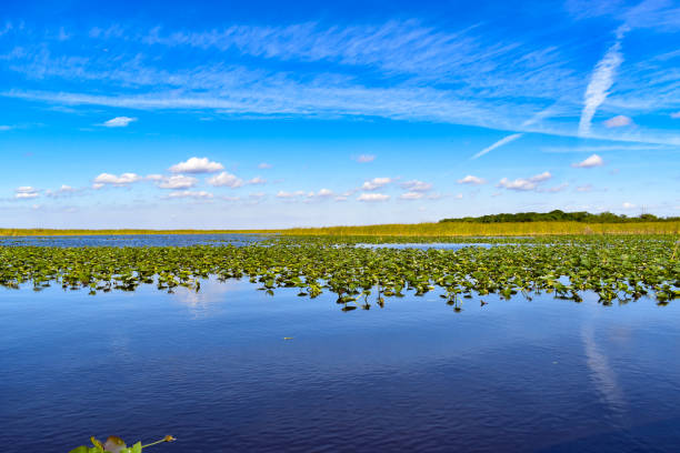 Field of lily pads and sawgrass in the background and Everglades river water in the foreground landscape at Everglades National Park along with beautiful blue sky in Florida