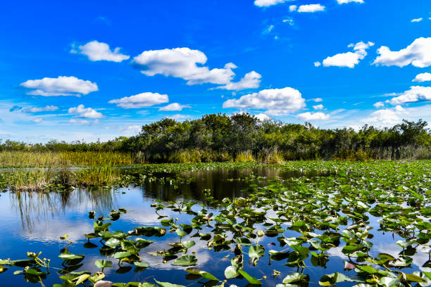 istock Everglades Vista with lily pads and diverse vegetation 2196820526