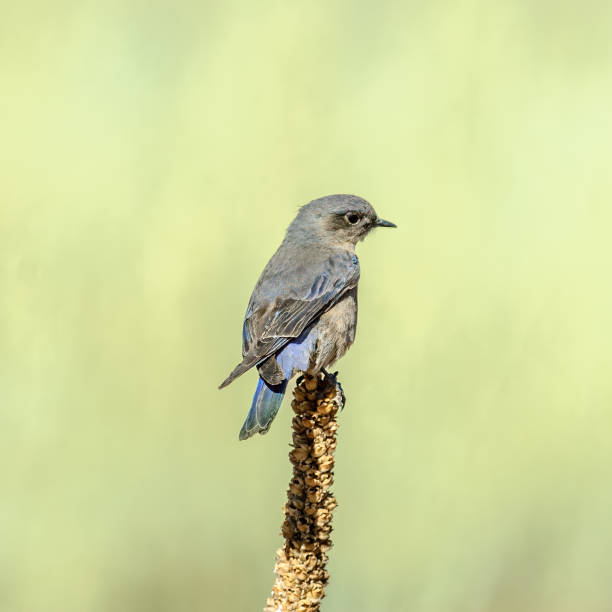 The Western Bluebird (Sialia mexicana) is a small member of the thrush family, about 5.9 to 7.1 inches in length. Adult males are bright blue on top and on the throat with an orange breast and a gray belly.  A year-round resident of the American Southwest, this Western Bluebird was photographed at the Continental Golf Course in Flagstaff, Arizona, USA.