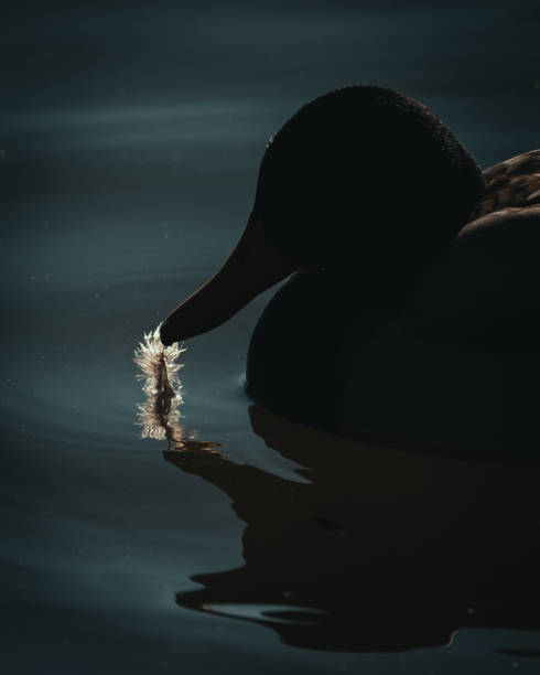 Back-lit Silhouette of Duck on Calm Water with Feather in Its Beak