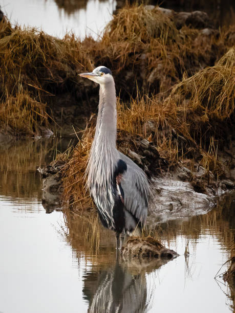 istock Great Blue Heron in a Tranquil Wetlands Setting with Grassy Reflections 2196821172