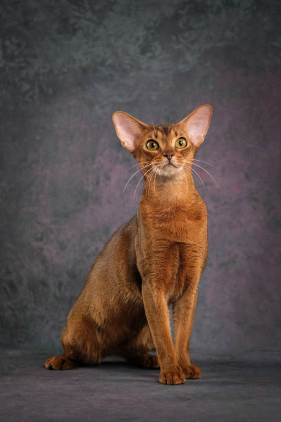 A ginger Abyssinian cat poses against a beautiful background in a photo studio.