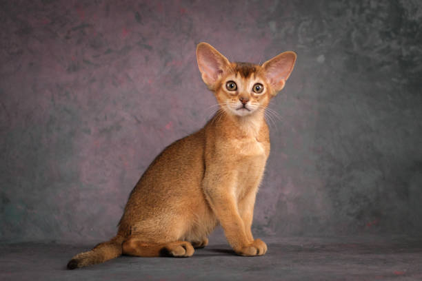 istock A red Abyssinian kitten on a beautiful background. Studio shooting 2196822823
