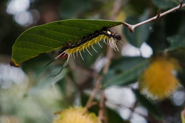 A yellow and black caterpillar on a green leaf and eating a leaf in the home garden