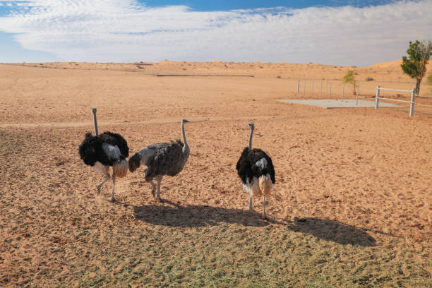 istock Saudi Arabia. Safari. Ostriches. Zoo 2196828933