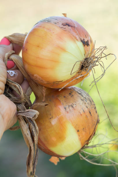 istock Farmer holding freshly harvested onions in hand 2196829317