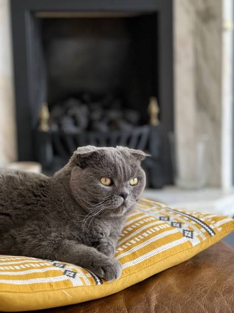 istock Beautiful grey indoor cat lying on a cushion 2196831280