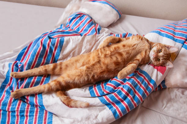 Red Cat is very comfortable, relaxed, stretched out, stretched out on the bed, looking at you