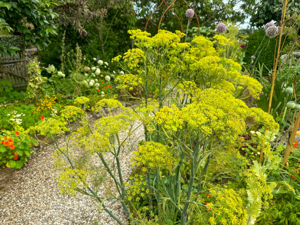 istock Yellow flowering fennel 2196834158