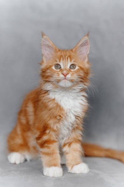 istock ginger Maine-Coon kitten playing at home 2196834370