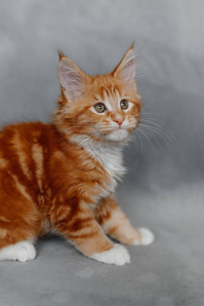 istock ginger Maine-Coon kitten playing at home 2196834371