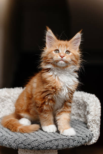 istock ginger Maine-Coon kitten playing at home 2196834373