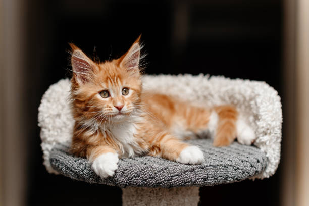istock ginger Maine-Coon kitten playing at home 2196834374