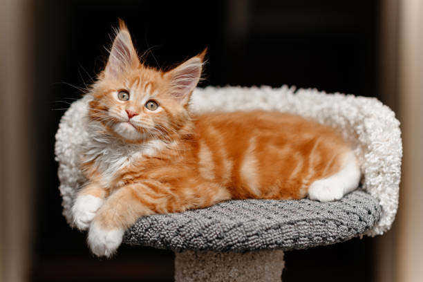 istock ginger Maine-Coon kitten playing at home 2196834375