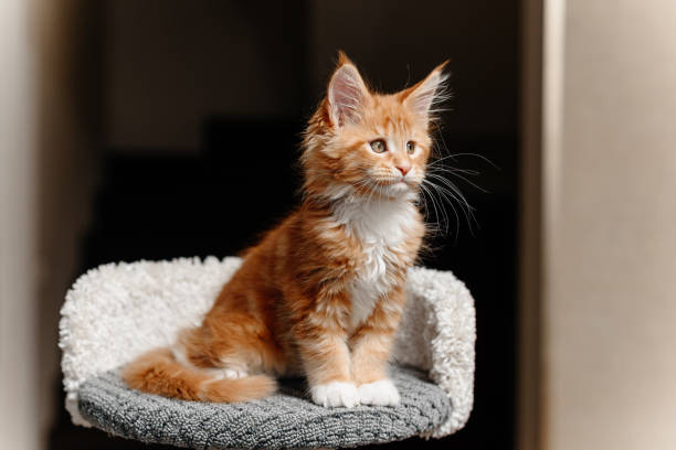istock ginger Maine-Coon kitten playing at home 2196834378