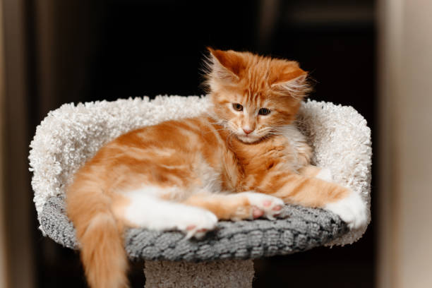 istock ginger Maine-Coon kitten playing at home 2196834391