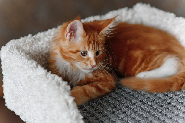 istock ginger Maine-Coon kitten playing at home 2196834397