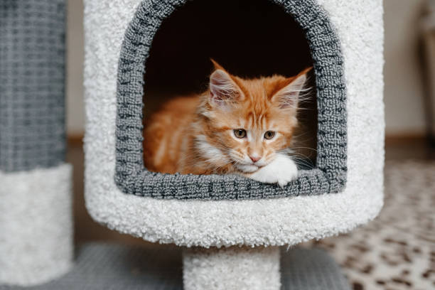istock ginger Maine-Coon kitten playing at home 2196834404