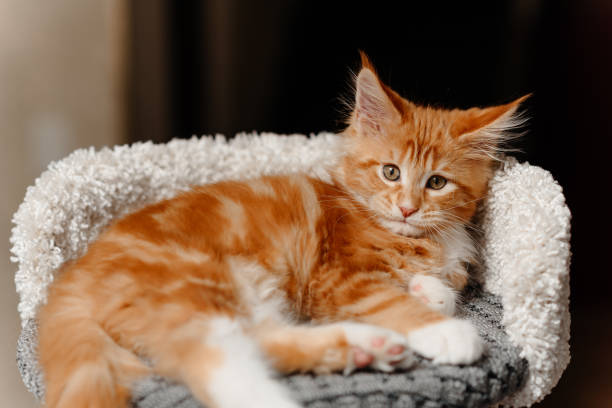 istock ginger Maine-Coon kitten playing at home 2196834409