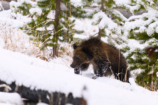 Grizzly in Yellowstone National Park, Wyoming. Bear cub walking on snow.