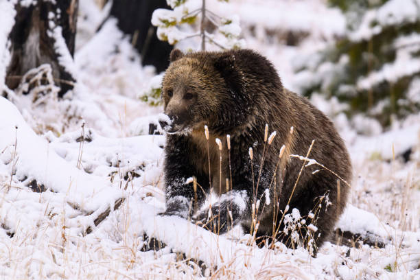 Grizzly in Yellowstone National Park, Wyoming. Female animal walking on snow.
