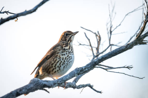 istock Song thrush perched in a tree singing in the early morning sun 2196835483