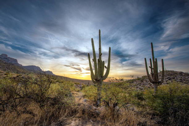 istock Desert Sunset with Saguaro cacti 2196839025