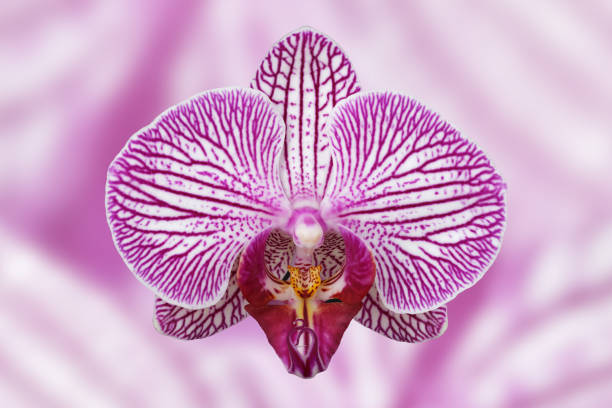 Extreme Close up of  stripped deep purple orchid phalaenopsisPhalaenopsis , also known as moth orchids, is a genus of about seventy species of plants in the family Orchidaceae.