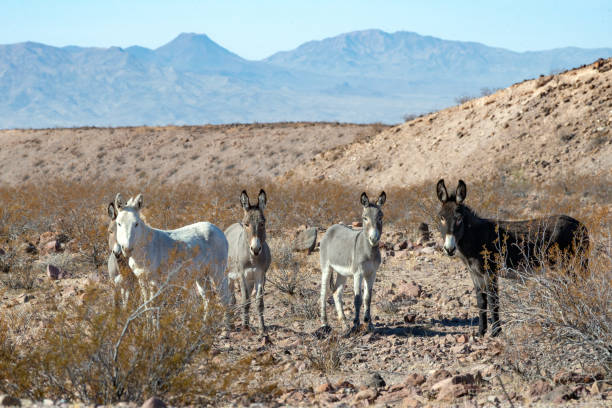 istock Wild Burro in Arizona Desert 2196839291